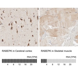 p40 Antibody, Novus Biologicals 0.1mL; Unlabeled:Antikörper